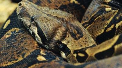 Sujeto llevaba en su mochila una boa constrictora: fue sentenciado a ocho meses de c&aacute;rcel en Ambato 