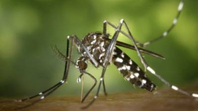 Mosquito tigre, el insecto que puede contagiar hasta 22 virus diferentes Mosquito tigre, el insecto que puede contagiar hasta 22 virus diferentes