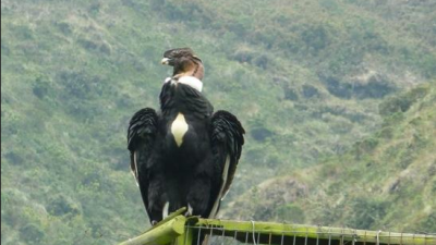 La caza de animales silvestres, tema pendiente en el Ecuador