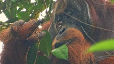 Orangután silvestre se curó una herida con un ungüento que él mismo produjo Orangután silvestre se curó una herida con un ungüento que él mismo produjo