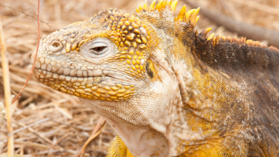Se recupera poblaci&oacute;n de iguanas amarillas que estuvo al borde de la extinci&oacute;n en Gal&aacute;pagos