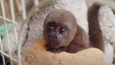 El tráfico de fauna silvestre acabó con la vida de Sofía, una monita chorongo que fue rescatada en Guayaquil El tráfico de fauna silvestre acabó con la vida de Sofía, una monita chorongo que fue rescatada en Guayaquil