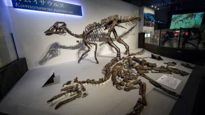 "Un dragón congelado del norte": descubrieron un nuevo dinosaurio volador "Un dragón congelado del norte": descubrieron un nuevo dinosaurio volador