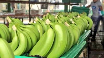 Nuevo producto permite conservar el banano hasta por 60 días durante su exportación Nuevo producto permite conservar el banano hasta por 60 días durante su exportación