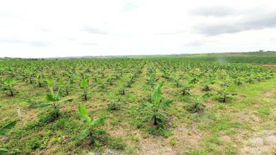 M&aacute;s de 11.000 hect&aacute;reas de banano se han regularizado en Ecuador