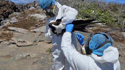 Gobierno reporta la presencia de gripe aviar en Galápagos después de que tres especímenes dieron positivo Gobierno reporta la presencia de gripe aviar en Galápagos después de que tres especímenes dieron positivo