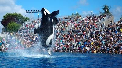 SeaWorld, con nueva montaña rusa y menos orcas SeaWorld, con nueva montaña rusa y menos orcas