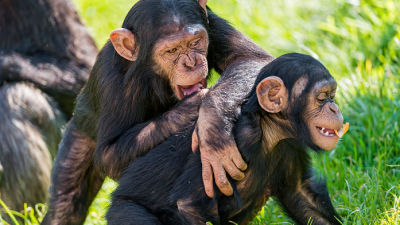 Los chimpancés, como los humanos, hacen las cosas como su madre les enseña Los chimpancés, como los humanos, hacen las cosas como su madre les enseña