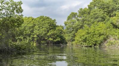 Con recorridos se busca recuperar la relación de Guayaquil con el Estero Salado Con recorridos se busca recuperar la relación de Guayaquil con el Estero Salado