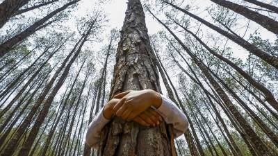 ¿Sabe cuántos árboles existen en la Tierra? ¿Sabe cuántos árboles existen en la Tierra?