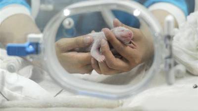 Panda con embarazo fantasma se convierte en madre de verdad