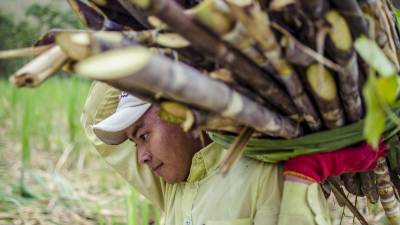 La producción de azúcar es el eje de varias comunidades La producción de azúcar es el eje de varias comunidades