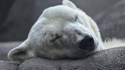 Nuevo estudio en Canadá suena las alarmas sobre la población de osos polares Nuevo estudio en Canadá suena las alarmas sobre la población de osos polares