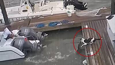 Pelea entre perro y cocodrilo de dos metros se vuelve viral en las redes sociales Pelea entre perro y cocodrilo de dos metros se vuelve viral en las redes sociales