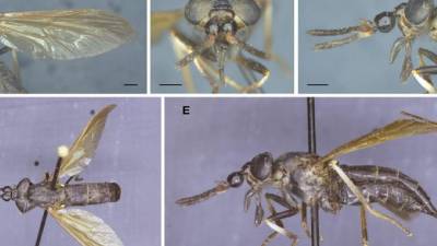 Ecuador es hogar de una &ldquo;extremadamente rara&rdquo; especie de t&aacute;bano