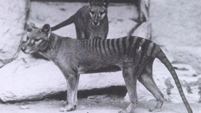 Científicos planean resucitar al extinto tigre de Tasmania a través de células de un marsupial Científicos planean resucitar al extinto tigre de Tasmania a través de células de un marsupial