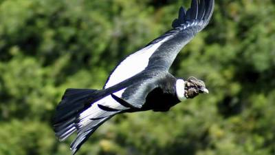 El C&oacute;ndor, s&iacute;mbolo del Ecuador, cada vez m&aacute;s cerca de la extinci&oacute;n