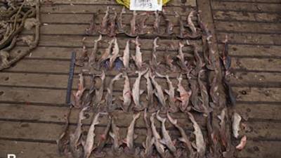 Más de 7.000 tiburones y 537 bolsas de aletas se encontraron en un barco chino detenido en Galápagos Más de 7.000 tiburones y 537 bolsas de aletas se encontraron en un barco chino detenido en Galápagos