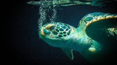 El aumento del nivel del mar pone en jaque el futuro de las tortugas marinas de Ecuador y el resto del mundo El aumento del nivel del mar pone en jaque el futuro de las tortugas marinas de Ecuador y el resto del mundo