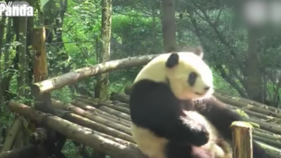Graban a un adorable panda haciendo lo que la mayor&iacute;a de humanos no hace