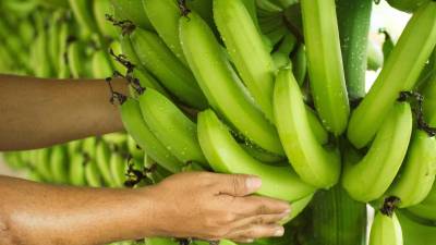 Exportaciones de banano se incrementaron en un 6,36%