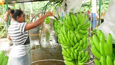 Aumentan las exportaciones de banano ecuatoriano en 2023 Aumentan las exportaciones de banano ecuatoriano en 2023