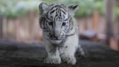 Tres cachorros de tigre blanco deslumbran a China