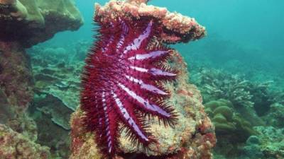 Corona de espinas, la estrella de mar depredadora de corales Corona de espinas, la estrella de mar depredadora de corales