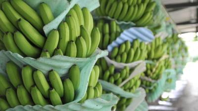 Exportadoras y asociaciones ser&aacute;n auditadas para verificar si pagan precio m&iacute;nimo de sustentaci&oacute;n de banano