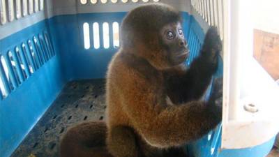 Victoria para los animales en Ecuador: son reconocidos como sujetos de derecho