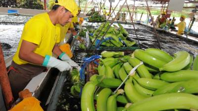 Crecen los envíos de banano ecuatoriano hacia Estados Unidos Crecen los envíos de banano ecuatoriano hacia Estados Unidos