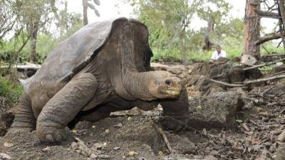 El "Solitario George" ya está en Ecuador El "Solitario George" ya está en Ecuador