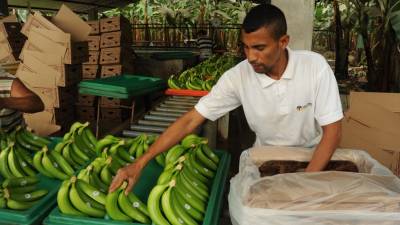 Conozca el precio mínimo de sustentación de la caja de banano de Ecuador para el 2021 Conozca el precio mínimo de sustentación de la caja de banano de Ecuador para el 2021