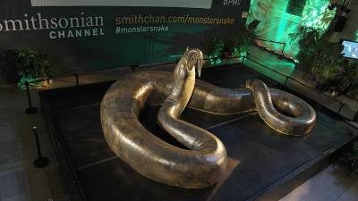 Titanoboa: La boa más grande de la historia que podía medir hasta 15 metros Titanoboa: La boa más grande de la historia que podía medir hasta 15 metros