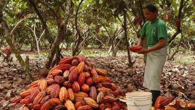 El sector exportador de cacao enfrenta la pandemia con estables resultados El sector exportador de cacao enfrenta la pandemia con estables resultados