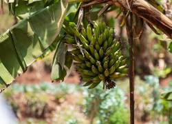 Fotografía referencial de un cultivo de banano.
