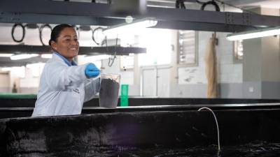 Con la cría de paiche, trucha, robalo y moluscos se busca diversificar la acuicultura en Ecuador Con la cría de paiche, trucha, robalo y moluscos se busca diversificar la acuicultura en Ecuador