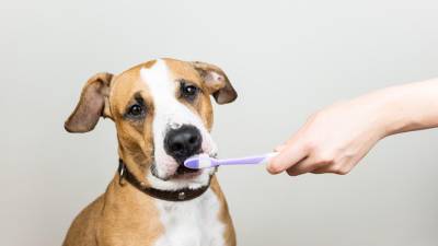 Remedios caseros para la halitosis canina Remedios caseros para la halitosis canina