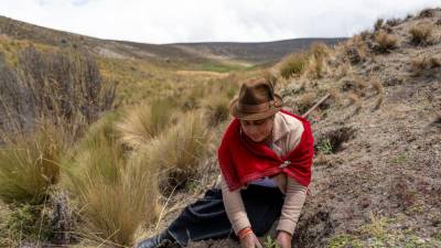 Ecuador lidera la restauración de páramos andinos con más de un millón de árboles sembrados Ecuador lidera la restauración de páramos andinos con más de un millón de árboles sembrados