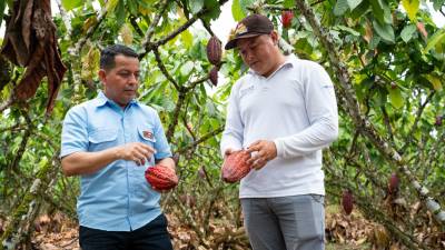 300 cacaoteros ecuatorianos se capacitan en buenas prácticas agrícolas 300 cacaoteros ecuatorianos se capacitan en buenas prácticas agrícolas