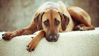 La artrosis y sus afectaciones en las mascotas La artrosis y sus afectaciones en las mascotas
