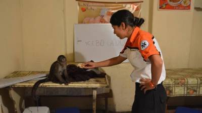 Mono machín blanco fue rescatado en Quito Mono machín blanco fue rescatado en Quito