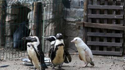 Presentan un insólito pingüino albino en un zoo de Polonia Presentan un insólito pingüino albino en un zoo de Polonia