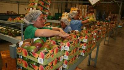 Ecuador exportará mango a China desde este año Ecuador exportará mango a China desde este año