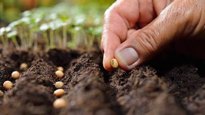 ¿Cómo proteger el sector agrícola y frenar una crisis de alimentos? ¿Cómo proteger el sector agrícola y frenar una crisis de alimentos?