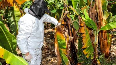 Estas son las dos amenazas que pueden afectar al banano ecuatoriano: &iquest;por qu&eacute; debe importarnos?