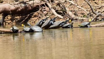 Liberan a 66 tortugas charapas en el Parque Yasun&iacute;