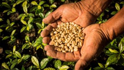 Los seguros agropecuarios, una alternativa para fortalecer la producci&oacute;n del campo