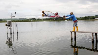 Calidad del agua aporta a la supervivencia del camarón Calidad del agua aporta a la supervivencia del camarón