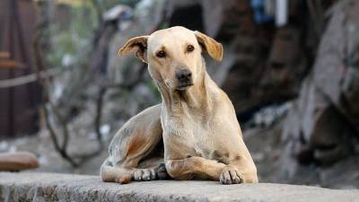 Colombia elabora política para la protección de animales domésticos Colombia elabora política para la protección de animales domésticos